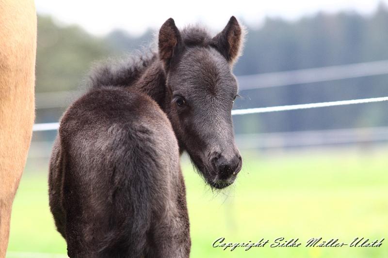 Konstantin l.JPG - Konstantin von Heidmoor 2 Tage alt
